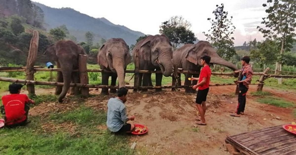 untitled design 5 6.jpg?resize=412,275 - Elephants And Their Carers Left Displaced Amid The Coronavirus Pandemic
