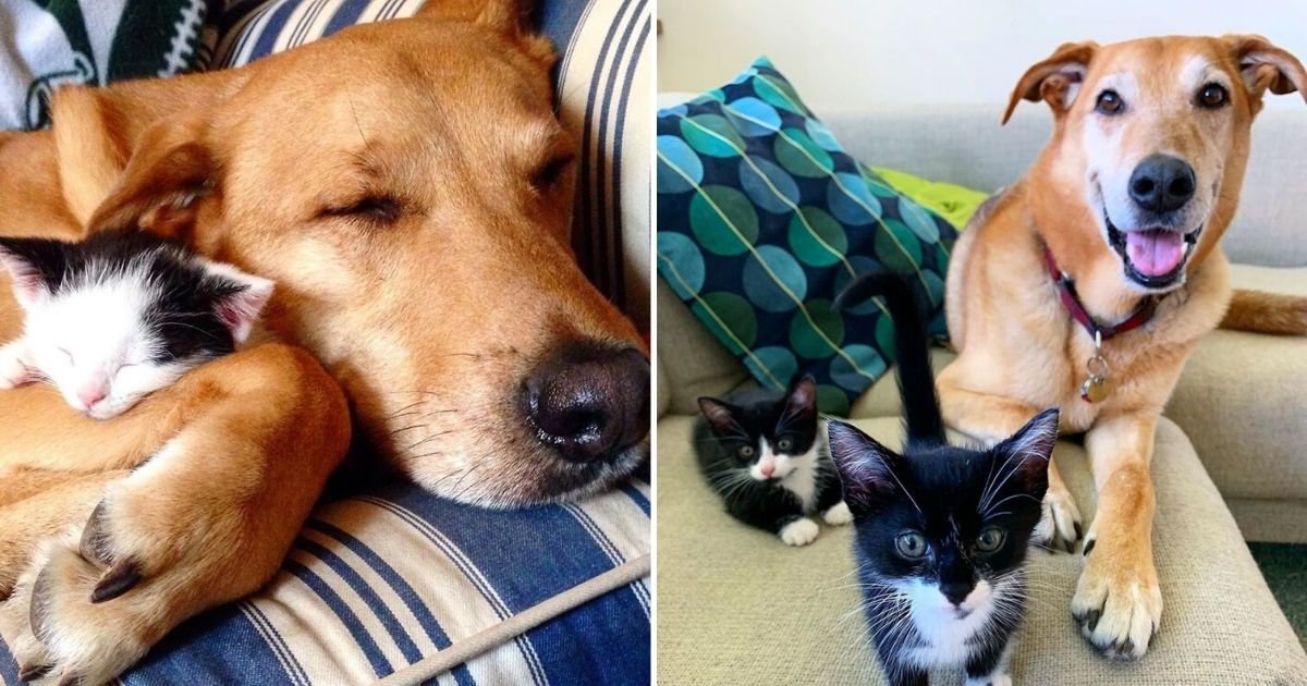 untitled design 7 3.jpg?resize=412,275 - Adorable Dog Loves Being A Foster Parent To Rescue Kittens