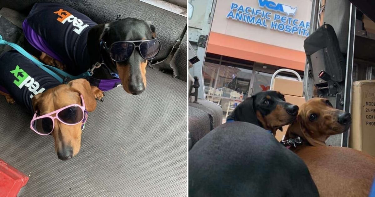 untitled design 7 4.jpg?resize=412,275 - FedEx Deliveryman Takes His Adorable Dogs With Him To Work