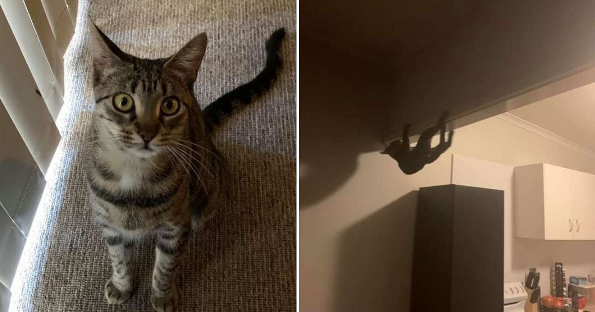 untitled design 8 4.jpg?resize=412,275 - Pet Owner Surprised After Seeing Her Cat Climbing The Ceiling
