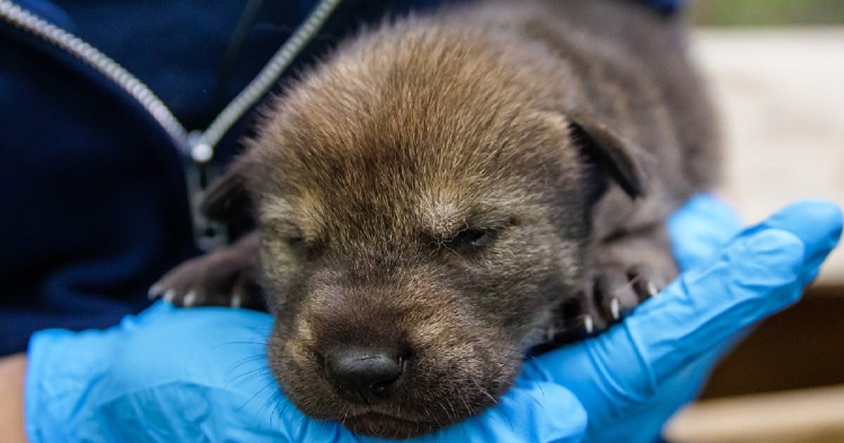 w3 1.jpg?resize=412,275 - 5 Critically-Endangered Red Wolf Pups Born In North Carolina Zoo