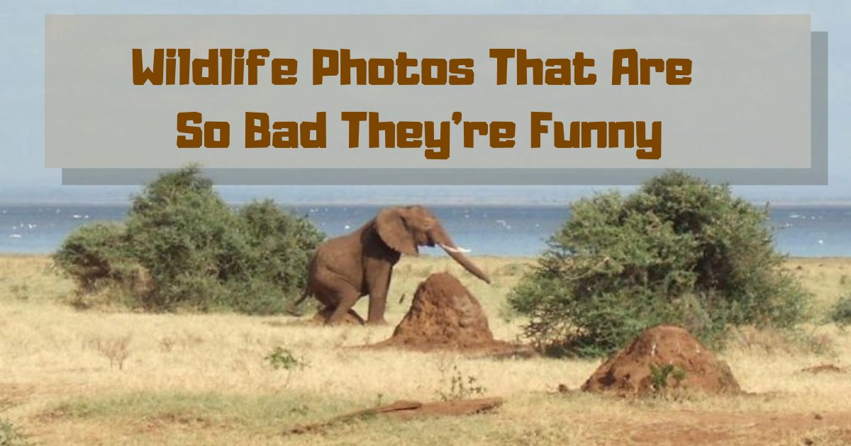 wildlife16.png?resize=1200,630 - 10+ Crappy Wildlife Photos That Are So Bad They’re Hilarious