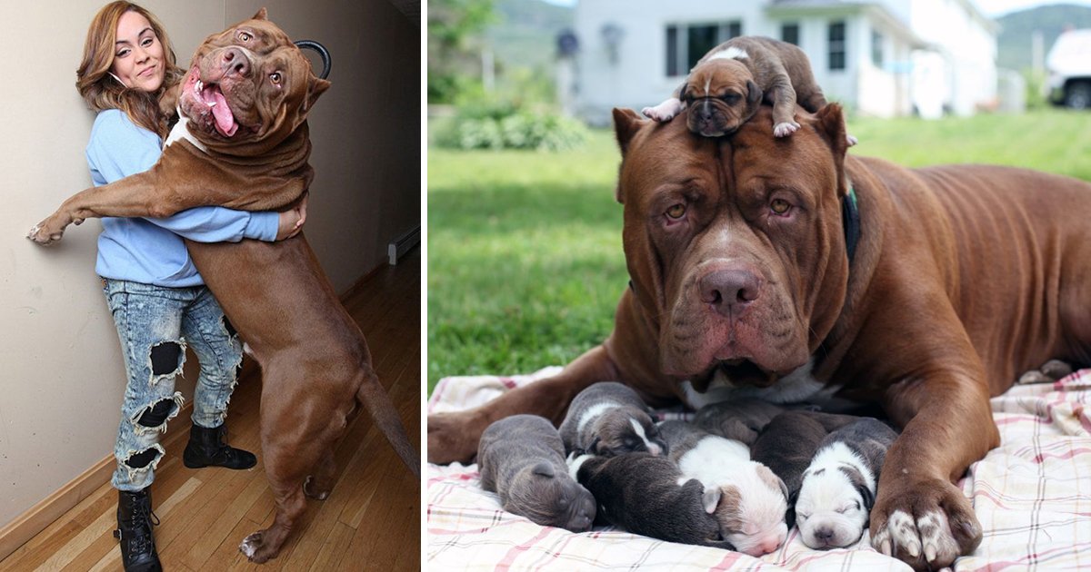 worlds biggest pitbull.jpg?fit=1024%2C538&ssl=1&strip=all - The Biggest Pitbull In The World Is Also The Richest, Worth $0.5 Million
