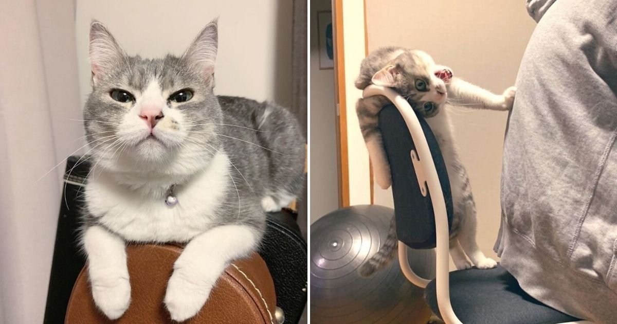 yoshi   ben twitter 1.jpg?resize=412,275 - Cat Goes To Great Lengths To Try To Protect Her Chair From The Owner