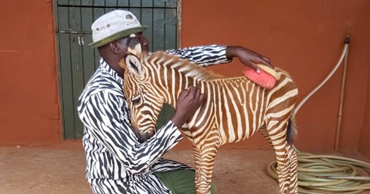 zebras.png?resize=1200,630 - These Conservation Workers Wear Special Suits To Feed And Take Care Of Baby Zebras