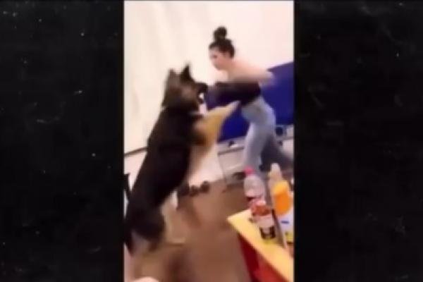 Video: mujer golpea con guantes de boxeo a perro pastor alemán, en ...