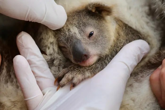 Australian Reptile Park Koala Joey Ash 3
