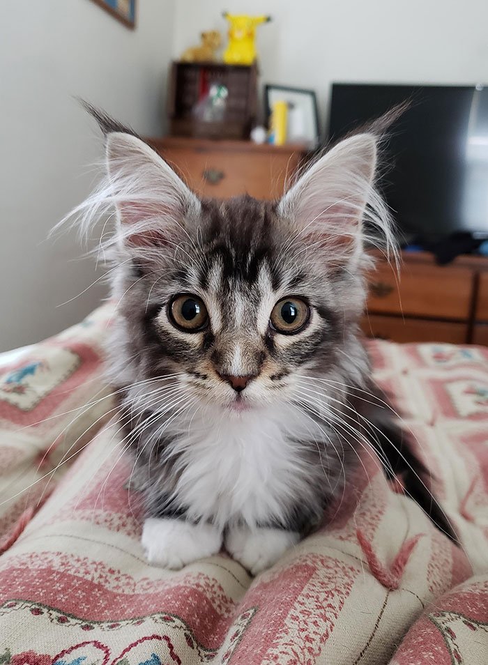15+ Adorable Maine Coon Kittens That Will Grow Into Giant Cats - Small Joys