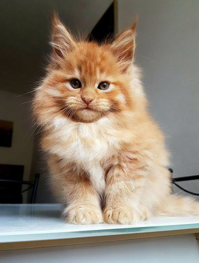 15+ Adorable Maine Coon Kittens That Will Grow Into Giant Cats - Small Joys