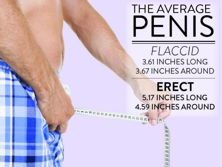 average penis size