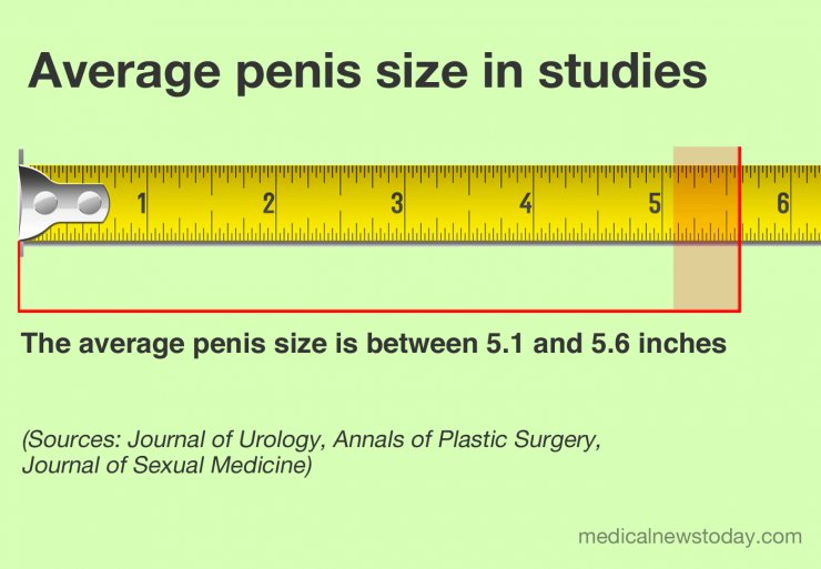 average penis size