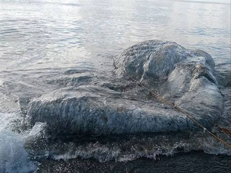 giant hairy sea creature found in the sea