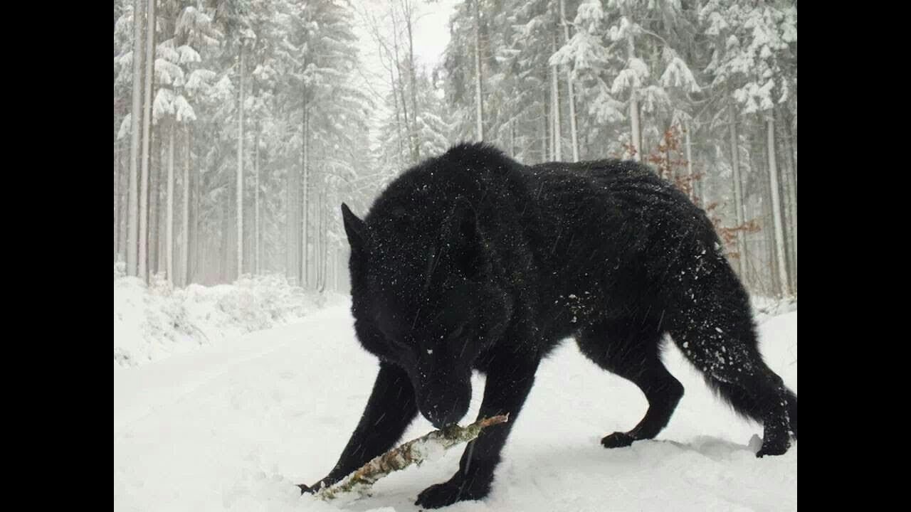 giant wolf