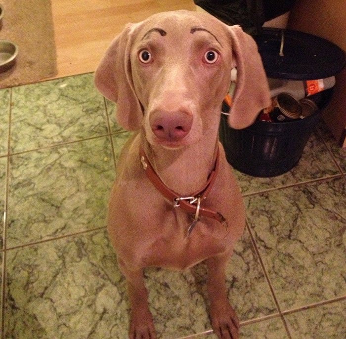 dogs with eyebrows