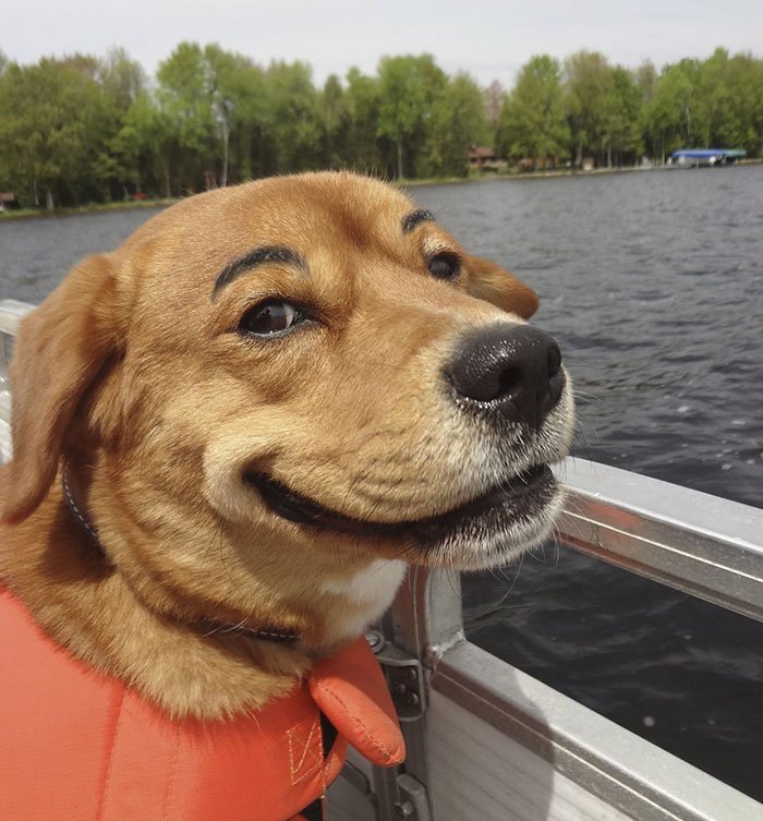 dogs with eyebrows