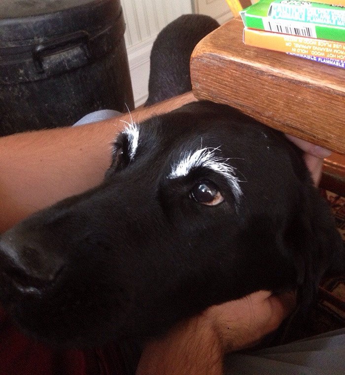 dogs with eyebrows