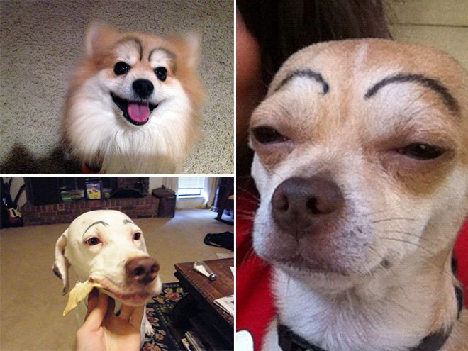 dogs with eyebrows