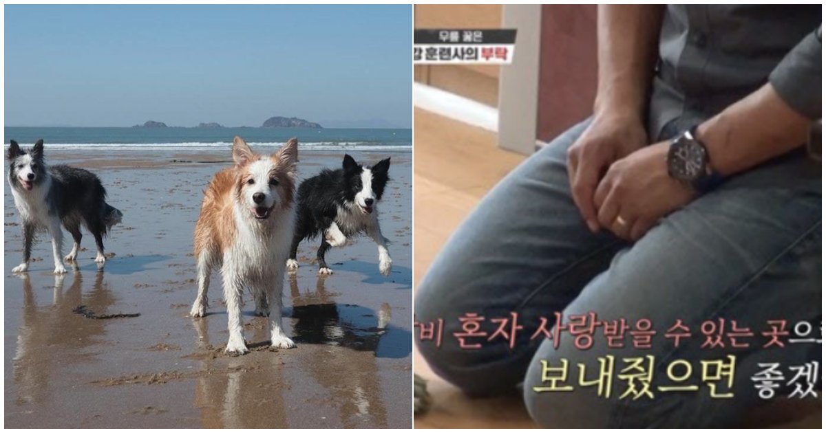 22222 7.png?resize=412,275 - 개 유튜브 스타, 보더콜리 삼둥이 견주가 '분노하며 올린 글' 화제