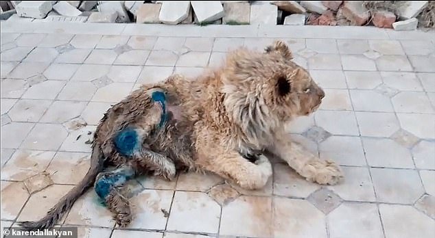 Simba was starving and close to death when he was saved by rescuers and is now learning to walk again