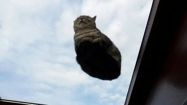 cats on glass tables 