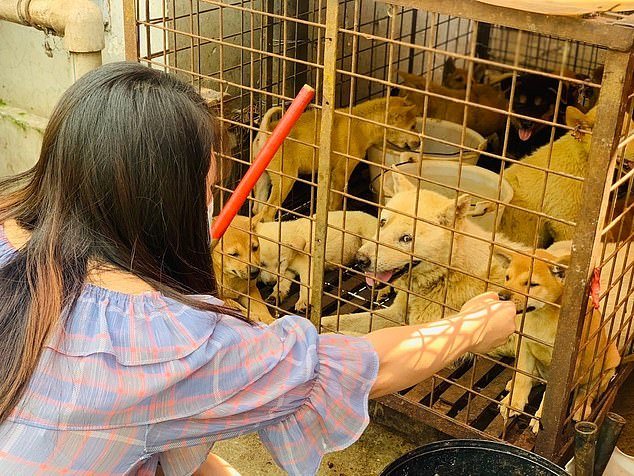 When activists asked the stall owners how they had acquired the puppies, the owners agreed to let the activists take them, according to animal welfare group Humane Society International