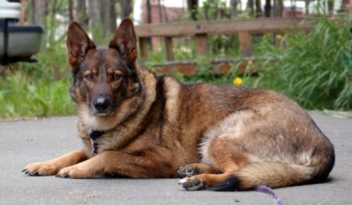 German shepherd mix breeds