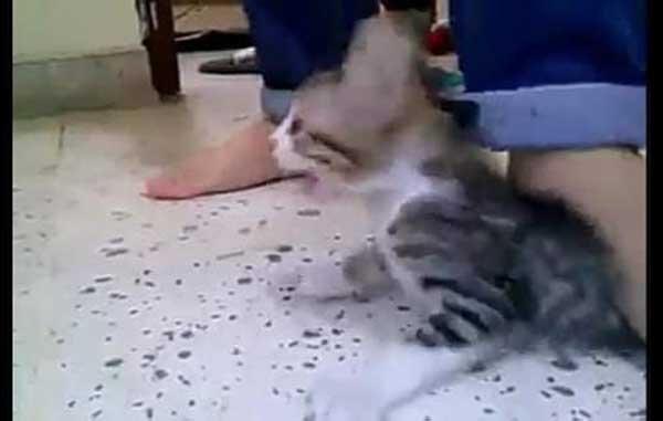 Indigna video de jóvenes torturando a un gatito hasta matarlo