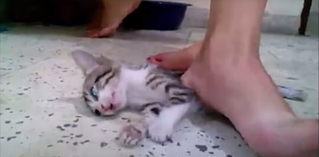 VÍDEO | Unas niñas matan a pisotones a un gatito para cumplir un ...