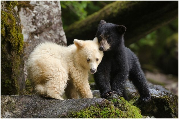 bear mistaken for dog