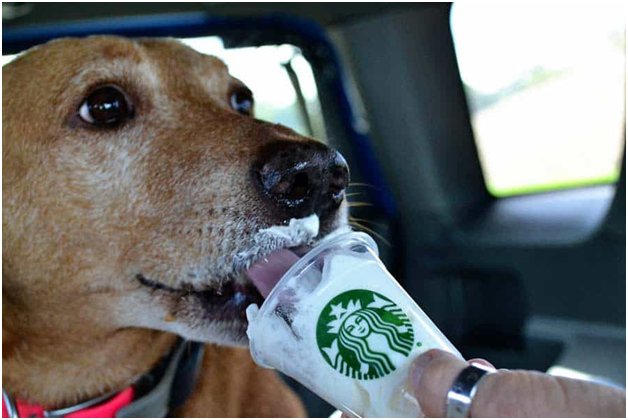 10 Flattering Starbucks Pup Cup Images Sure To Melt Your Heart