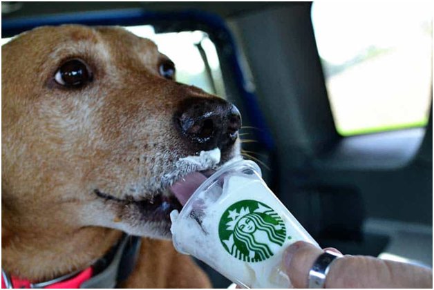 Starbucks pup cup