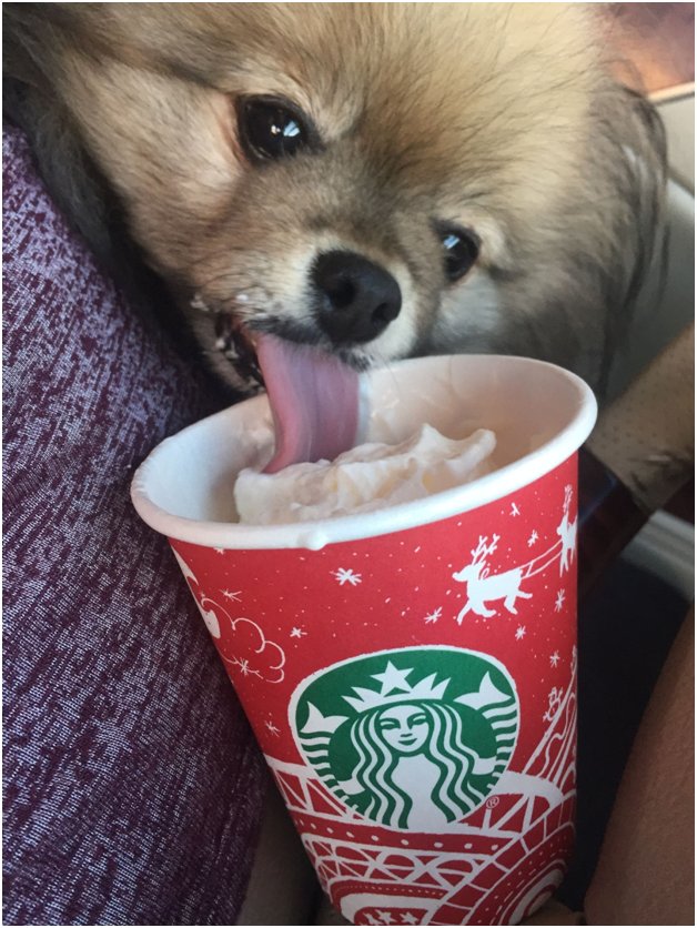 Starbucks pup cup