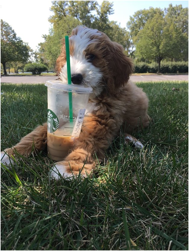 Starbucks pup cup