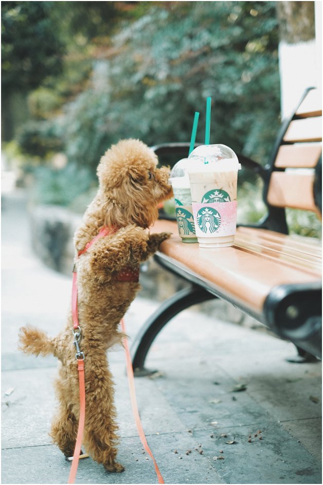 Starbucks pup cup