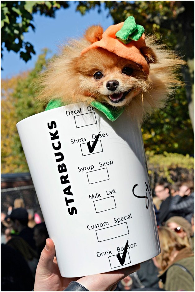 Starbucks pup cup