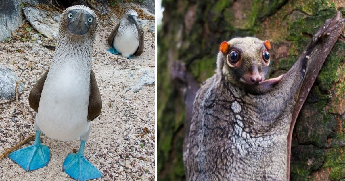 amazing animals.jpg?fit=1024%2C538&ssl=1&strip=all - 12 Startlingly Unique Animals That Have Graced The World