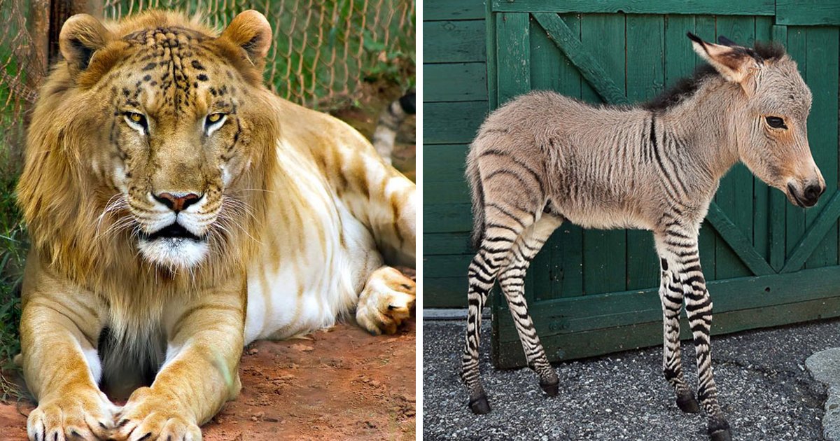 animal cross breed 1.jpg?fit=1024%2C538&ssl=1&strip=all - 12 Jaw Dropping Animal Crossbreeds That Are Breaking The Internet