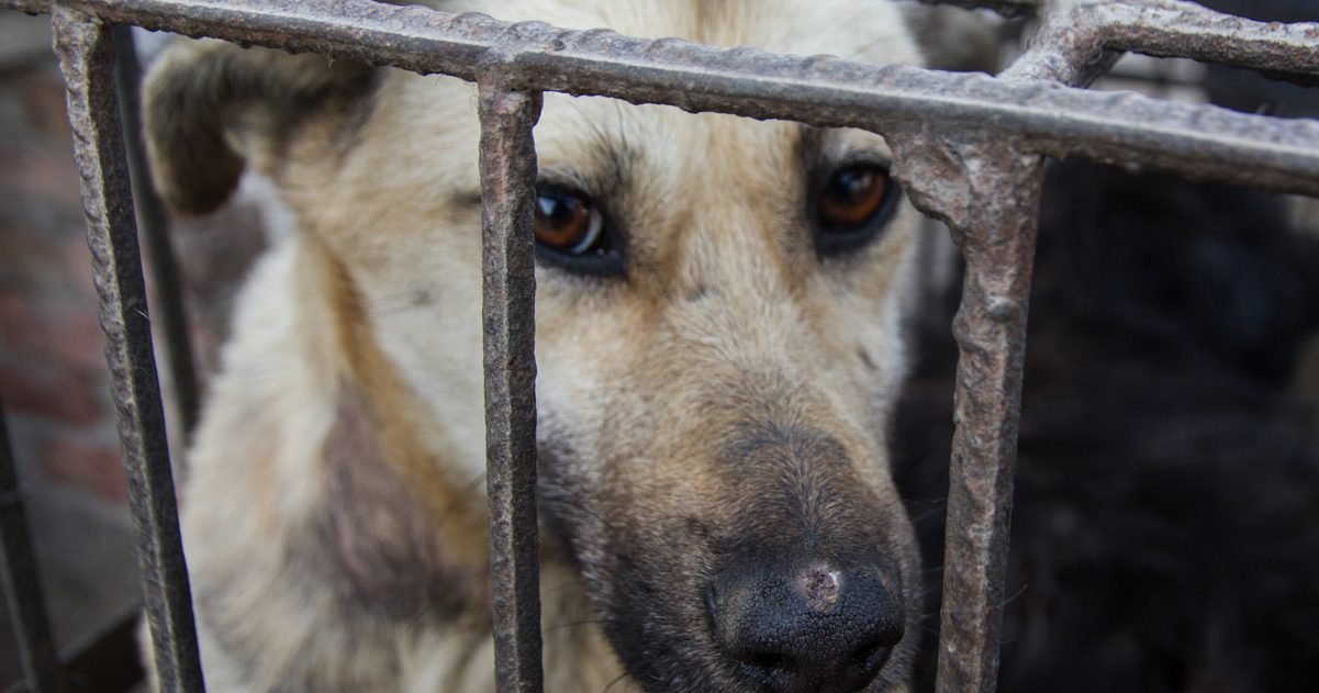 animal equality e1592830856737.jpg?resize=412,232 - Chine : Le festival de la viande de chien débute
