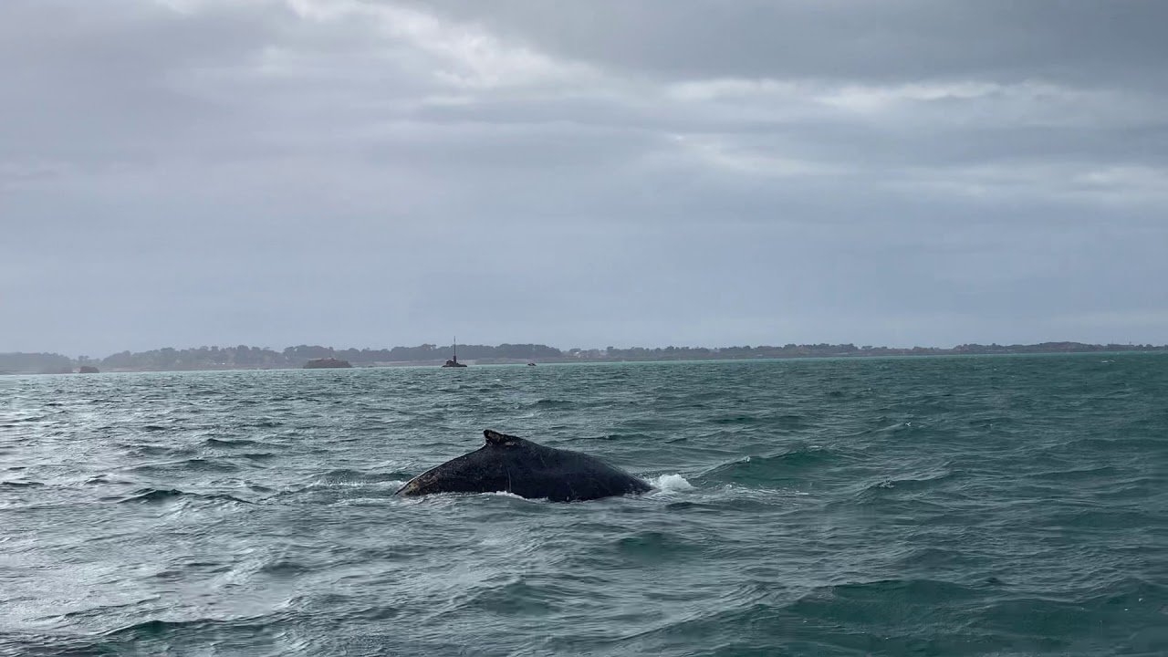 baleine.jpg?resize=1200,630 - Nature: une baleine a été aperçue ce week-end au large de Paimpol