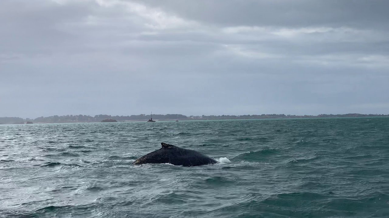 baleine.jpg?resize=412,275 - Nature: une baleine a été aperçue ce week-end au large de Paimpol