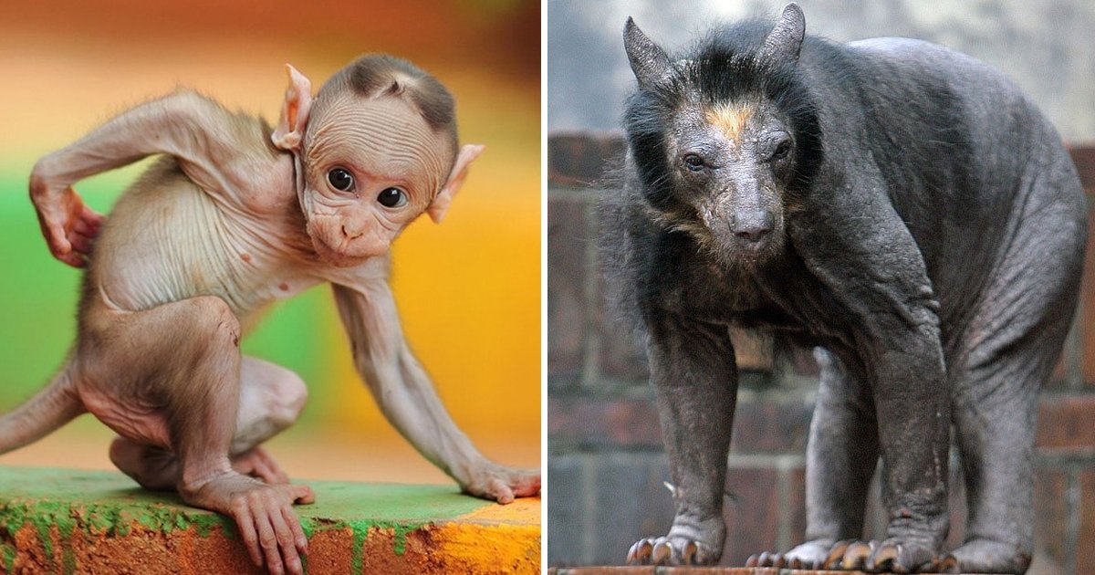 bear without fear.jpg?fit=1024%2C538&ssl=1&strip=all - Bear Without Fur And Other Hairless Bald Animals You Must See