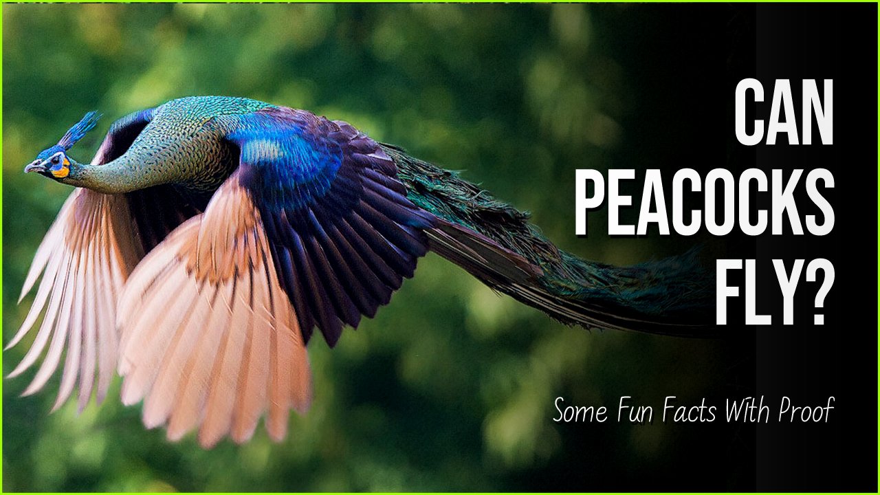can peacocks fly.jpg?resize=1200,630 - Can Peacocks Fly? Some Fun Facts About This Royal Bird