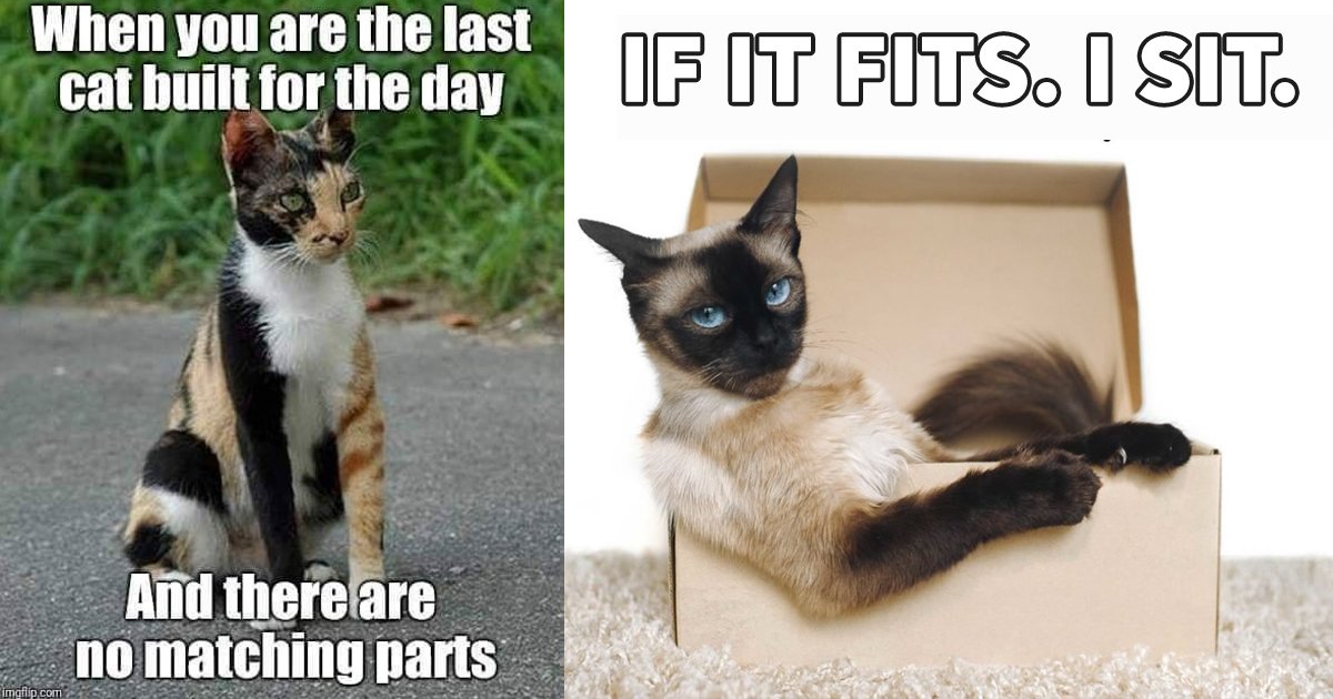 cat memes.jpg?fit=1024%2C538&ssl=1&strip=all - 10 Sassy Cats Memes That Scream ‘Purrfection’ From Miles Away
