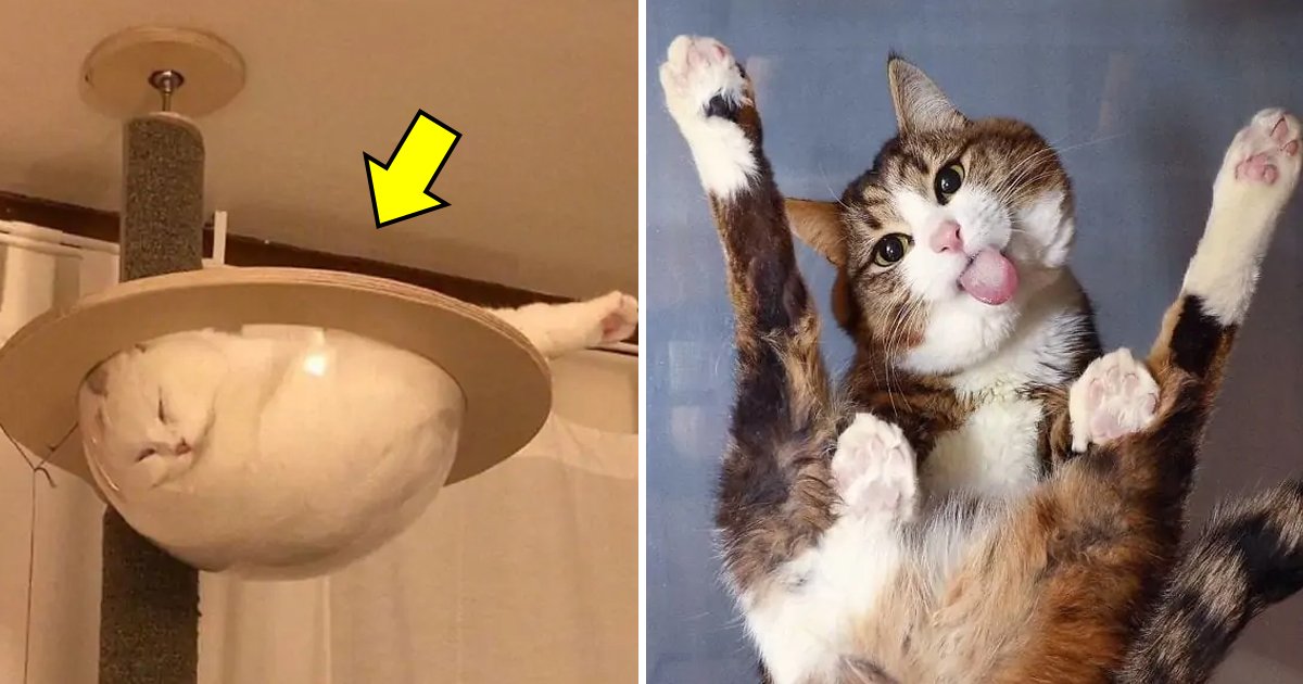 cats on glass table 1.jpg?fit=1024%2C538&ssl=1&strip=all - 10 Photos Of Cats On Glass Tables That Portray Funny Feline Moments