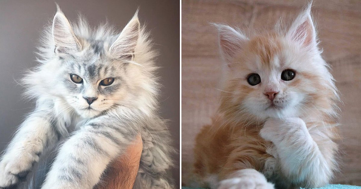 cats17.png?resize=412,275 - 15+ Adorable Maine Coon Kittens That Will Grow Into Giant Cats