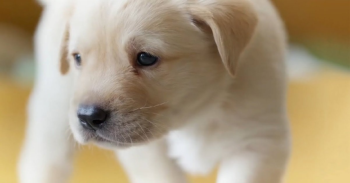 chien.jpg?resize=412,275 - Saône-et-Loire: il tue la chienne de sa fille puis la jette par la fenêtre