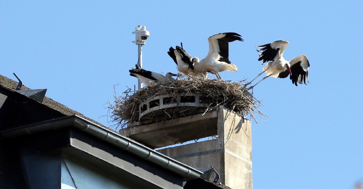 cigognes.jpg?resize=412,275 - En Alsace, le village de Raedersdorf est envahi par les cigognes