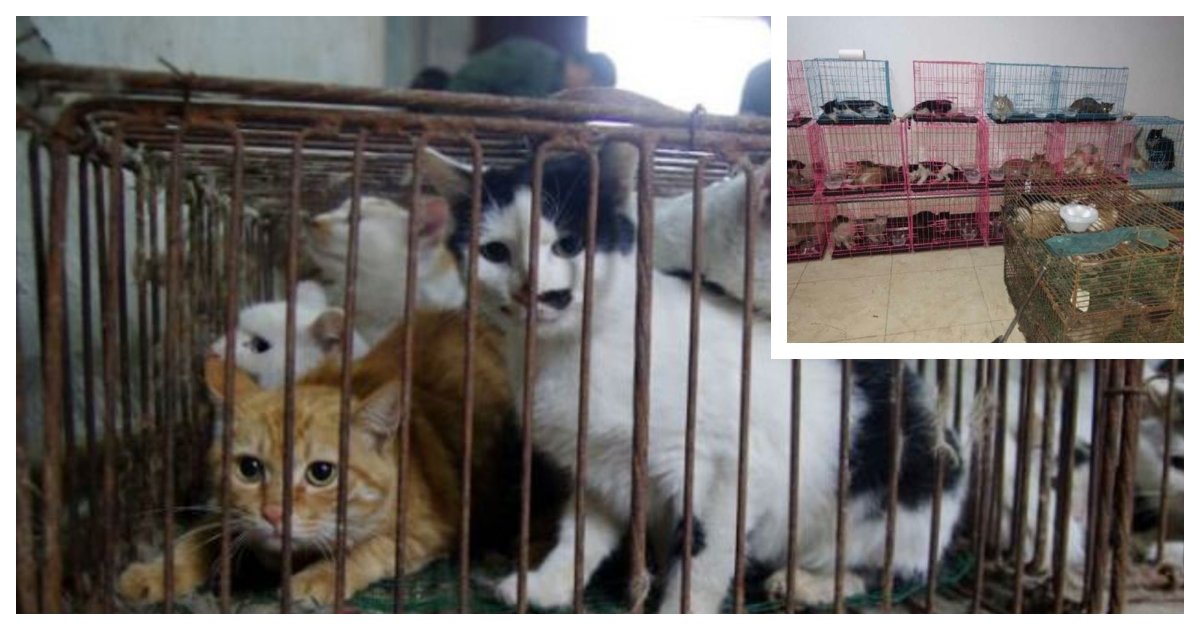 collage 36.jpg?resize=412,275 - Local Activists Rescue 700 Cats Trafficked for Their Meat in Northern China