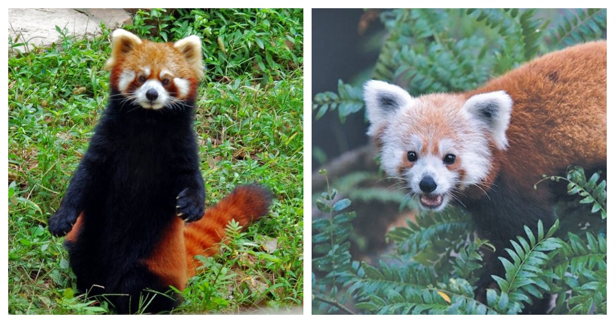 collage 40.jpg?resize=1200,630 - Scientists Will Help Conservation of Red Pandas By Using GPS Collars