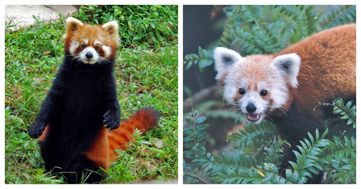 collage 40.jpg?fit=1024%2C538&ssl=1&strip=all - Scientists Will Help Conservation of Red Pandas By Using GPS Collars
